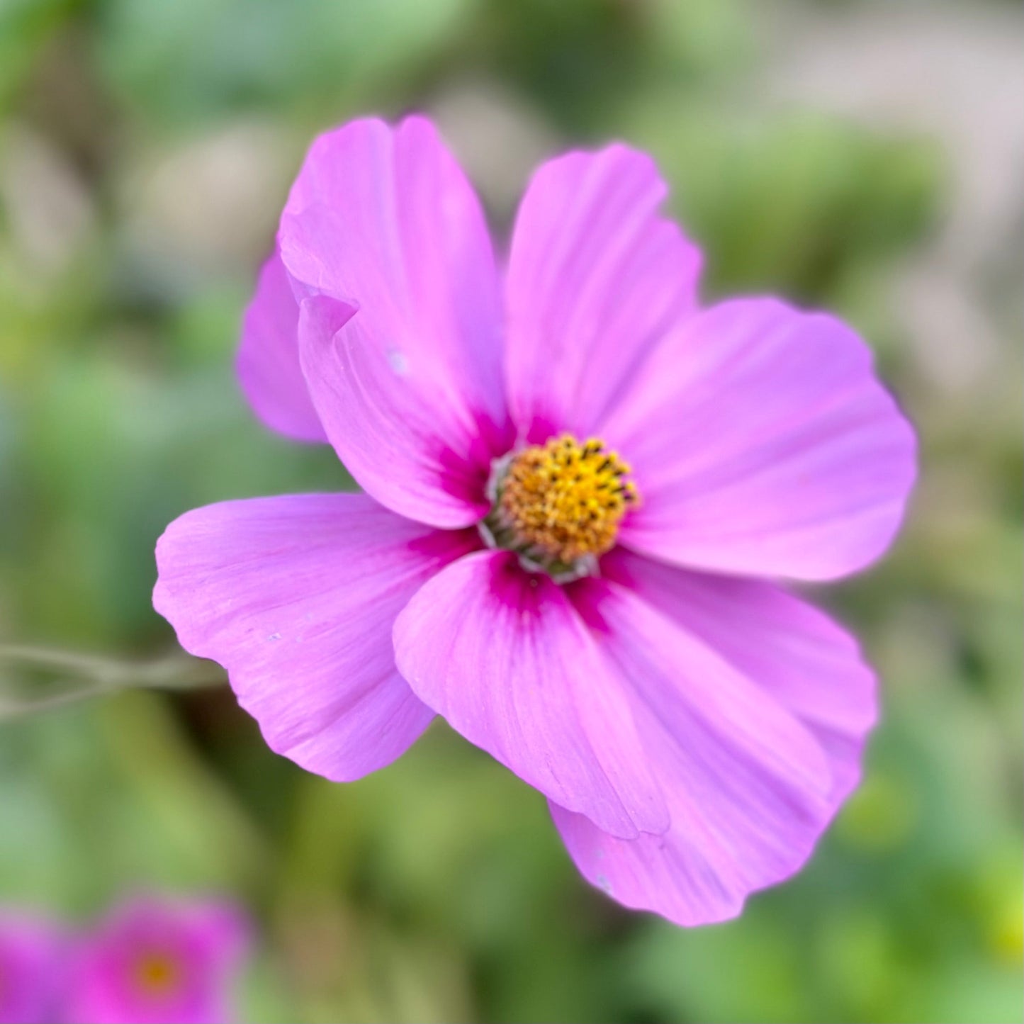 Cosmos 'Sensation Radiance' Seeds - Hollyhock Hill
