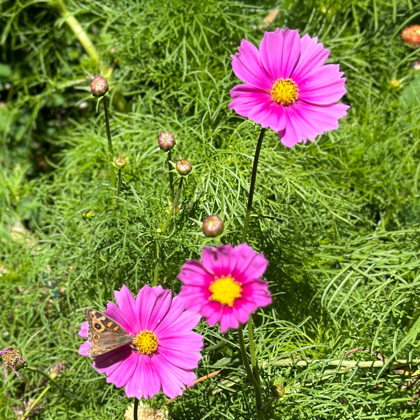 Cosmos 'Sensation Radiance' Seeds - Hollyhock Hill