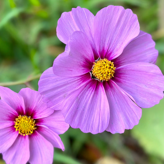 Cosmos 'Sensation Radiance' Seeds - Hollyhock Hill