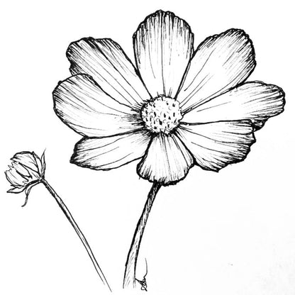 Cosmos 'Sensation Radiance' Seeds - Hollyhock Hill