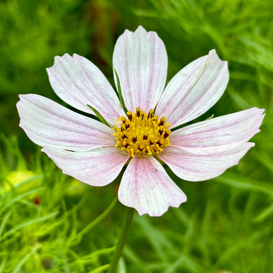 Cosmos 'Versailles Pink' Seeds - Hollyhock Hill