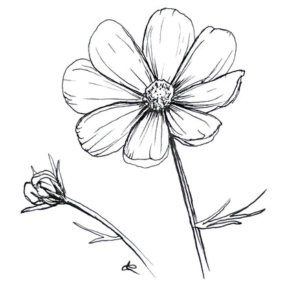 Cosmos 'Versailles Pink' Seeds - Hollyhock Hill