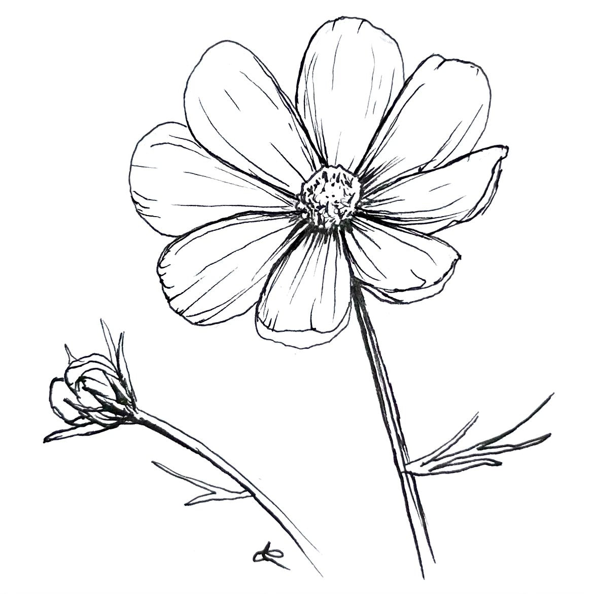 Cosmos 'Versailles Red' Seeds - Hollyhock Hill