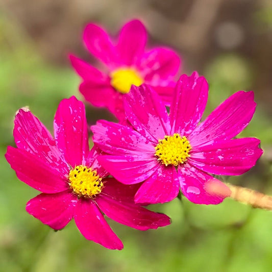 Cosmos 'Versailles Red' Seeds - Hollyhock Hill