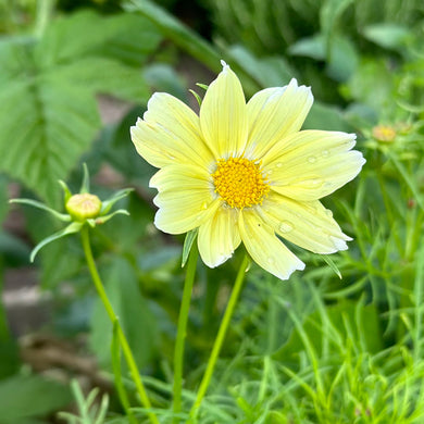 Cosmos 'Xanthos' Seeds - Hollyhock Hill