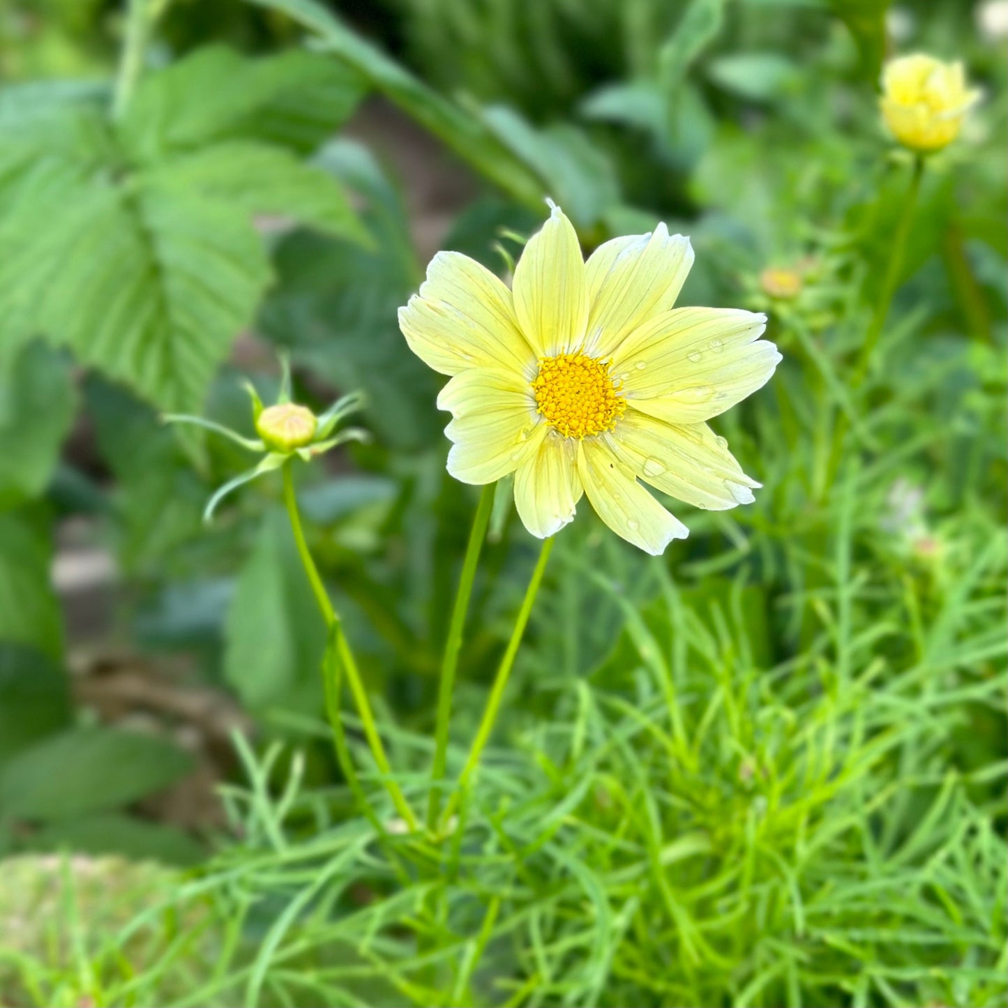 Cosmos 'Xanthos' Seeds - Hollyhock Hill