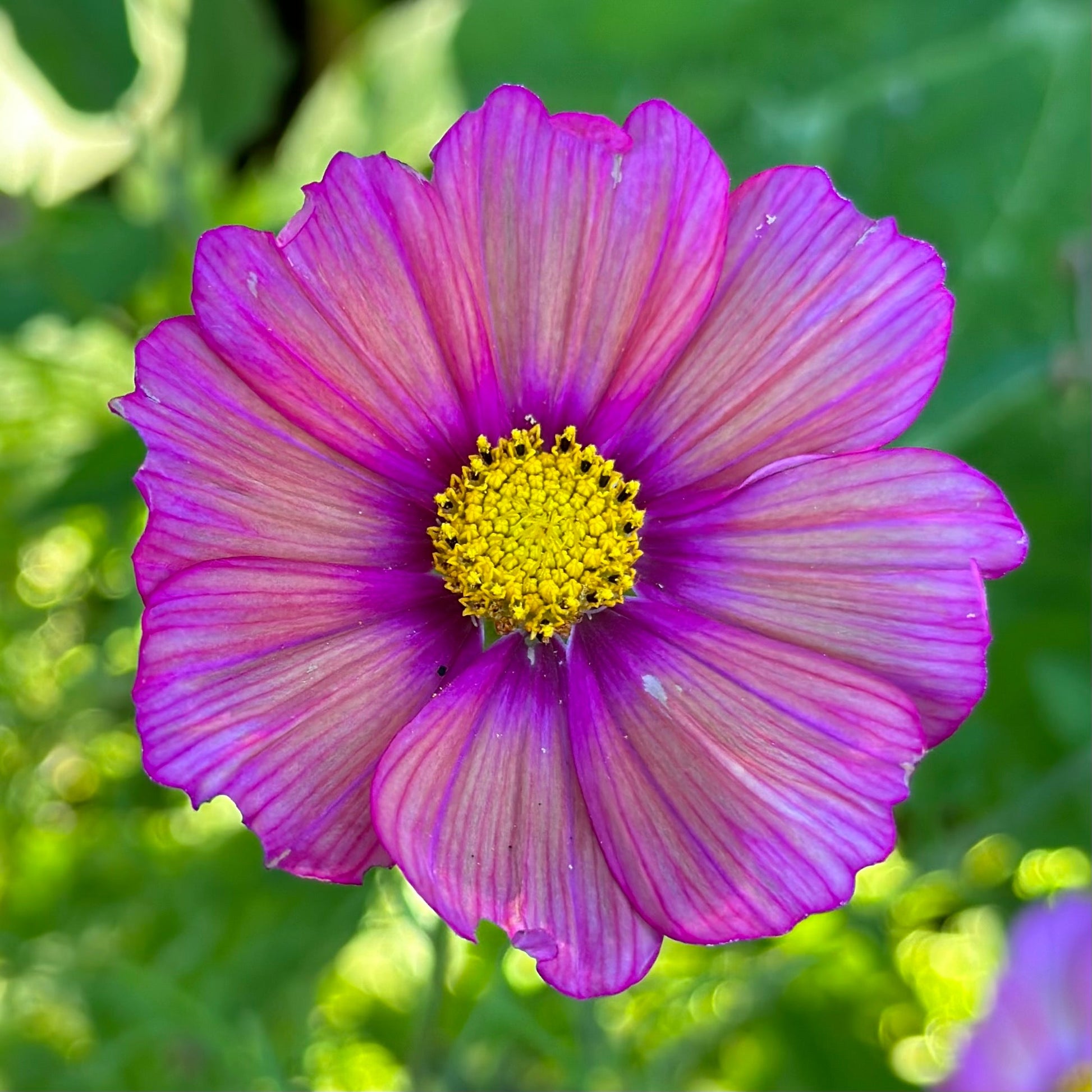 Cosmos 'Xsenia' Seeds - Hollyhock Hill