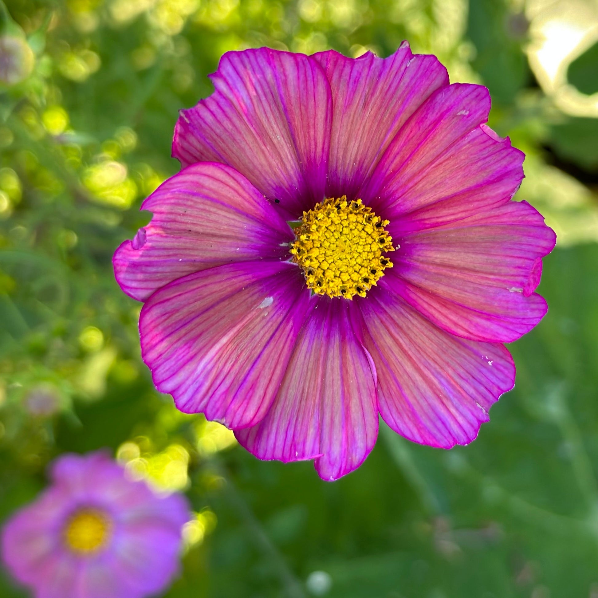 Cosmos 'Xsenia' Seeds - Hollyhock Hill
