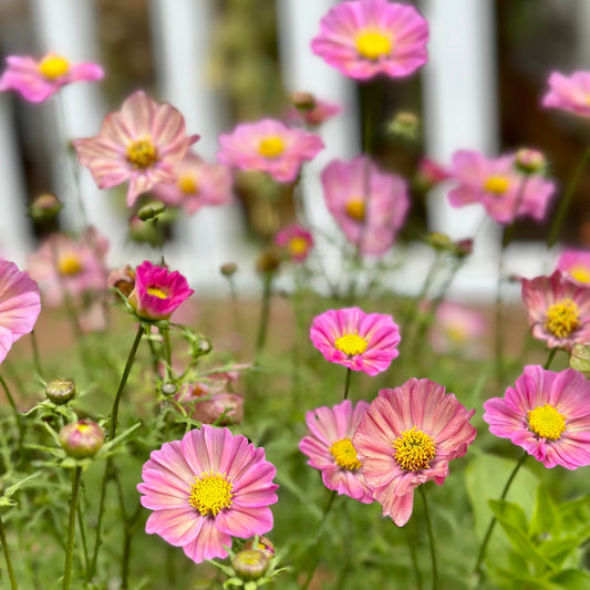 Cosmos 'Xsenia' Seeds - Hollyhock Hill