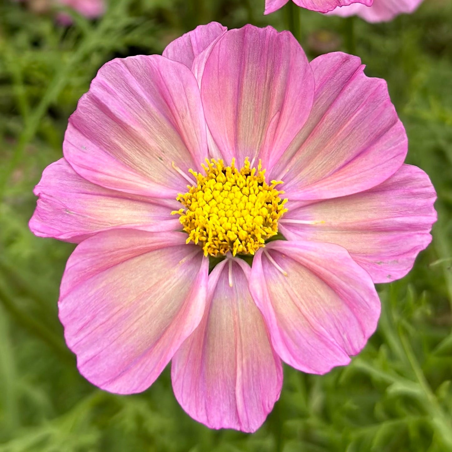 Cosmos 'Xsenia' Seeds - Hollyhock Hill
