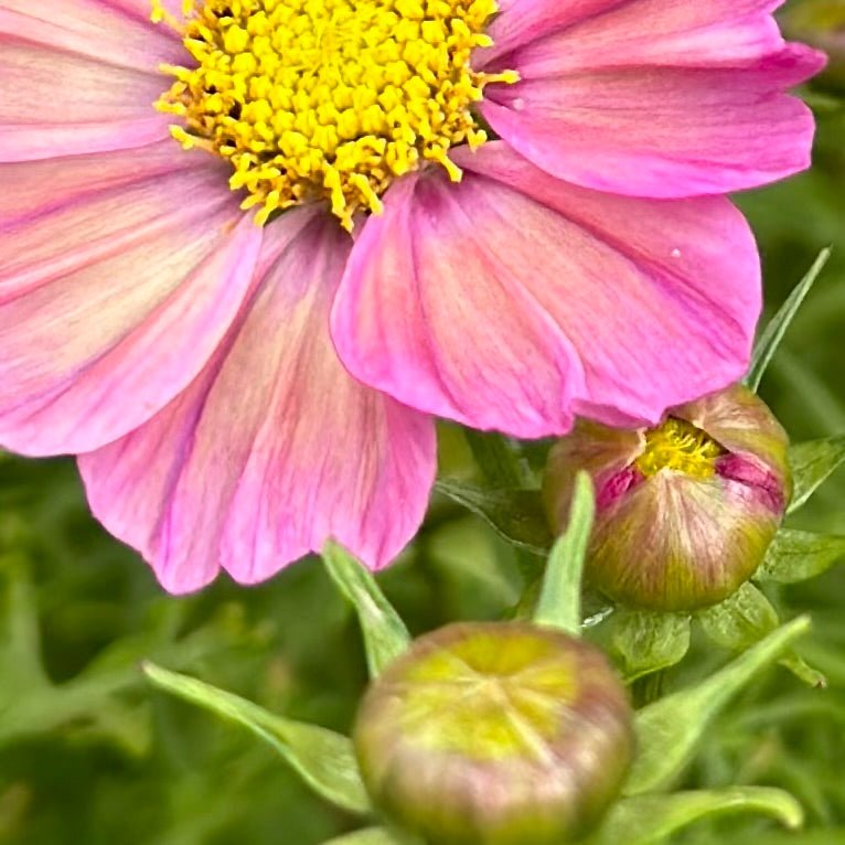 Cosmos 'Xsenia' Seeds - Hollyhock Hill