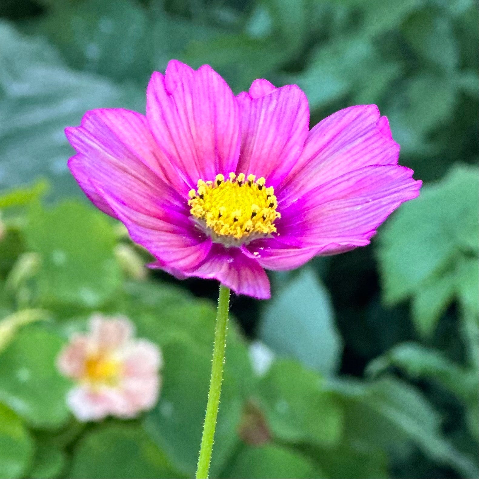 Cosmos 'Xsenia' Seeds - Hollyhock Hill