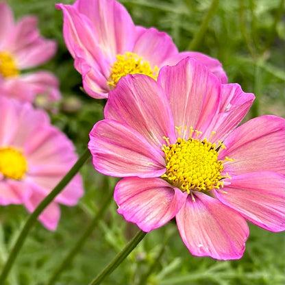 Cosmos 'Xsenia' Seeds - Hollyhock Hill