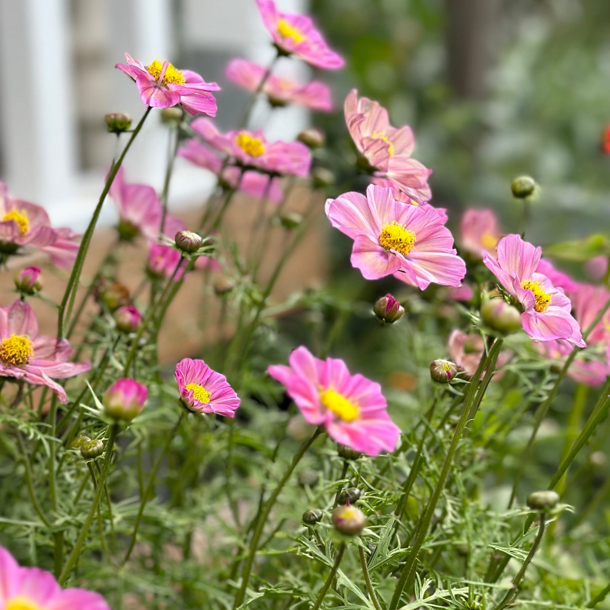 Cosmos 'Xsenia' Seeds - Hollyhock Hill