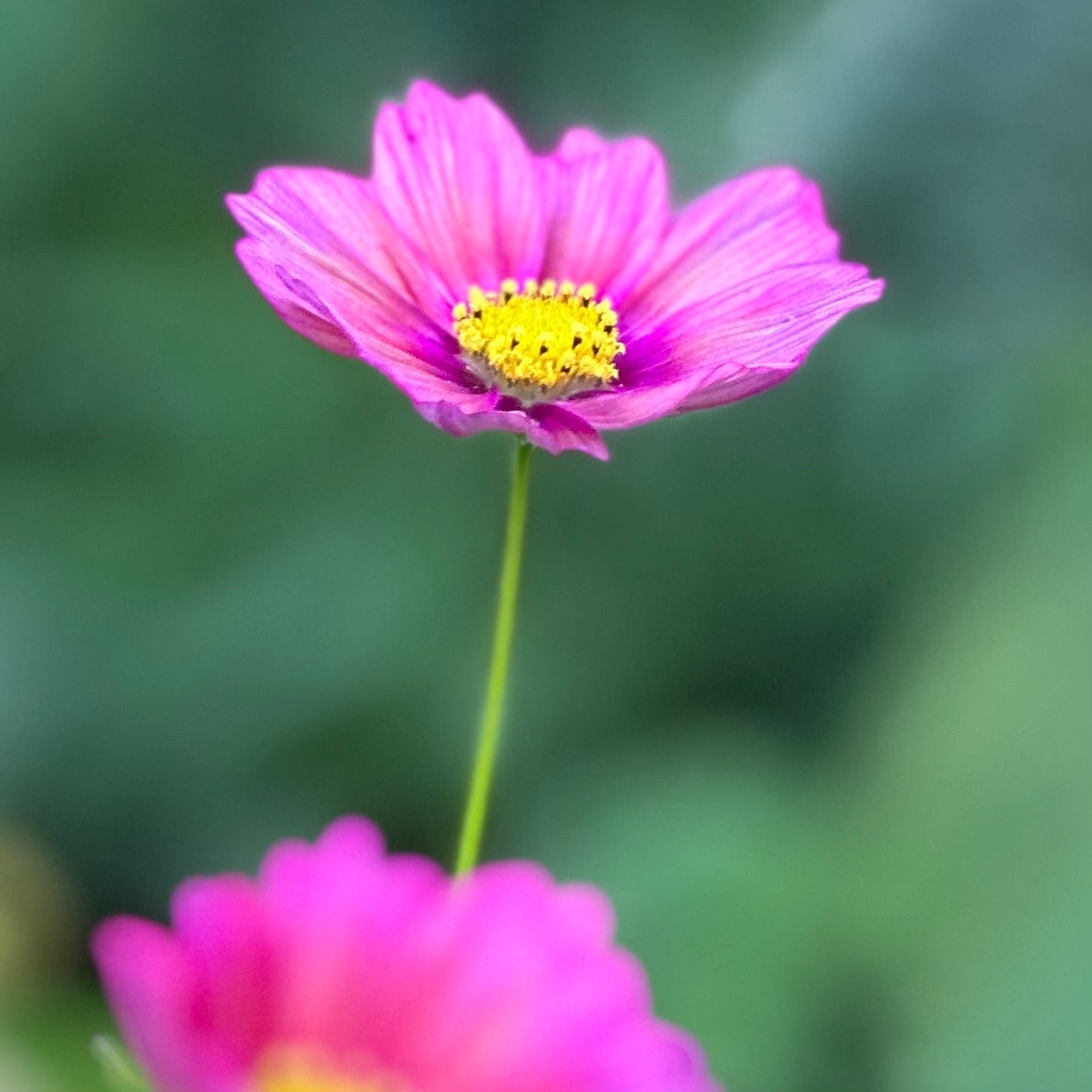 Cosmos 'Xsenia' Seeds - Hollyhock Hill
