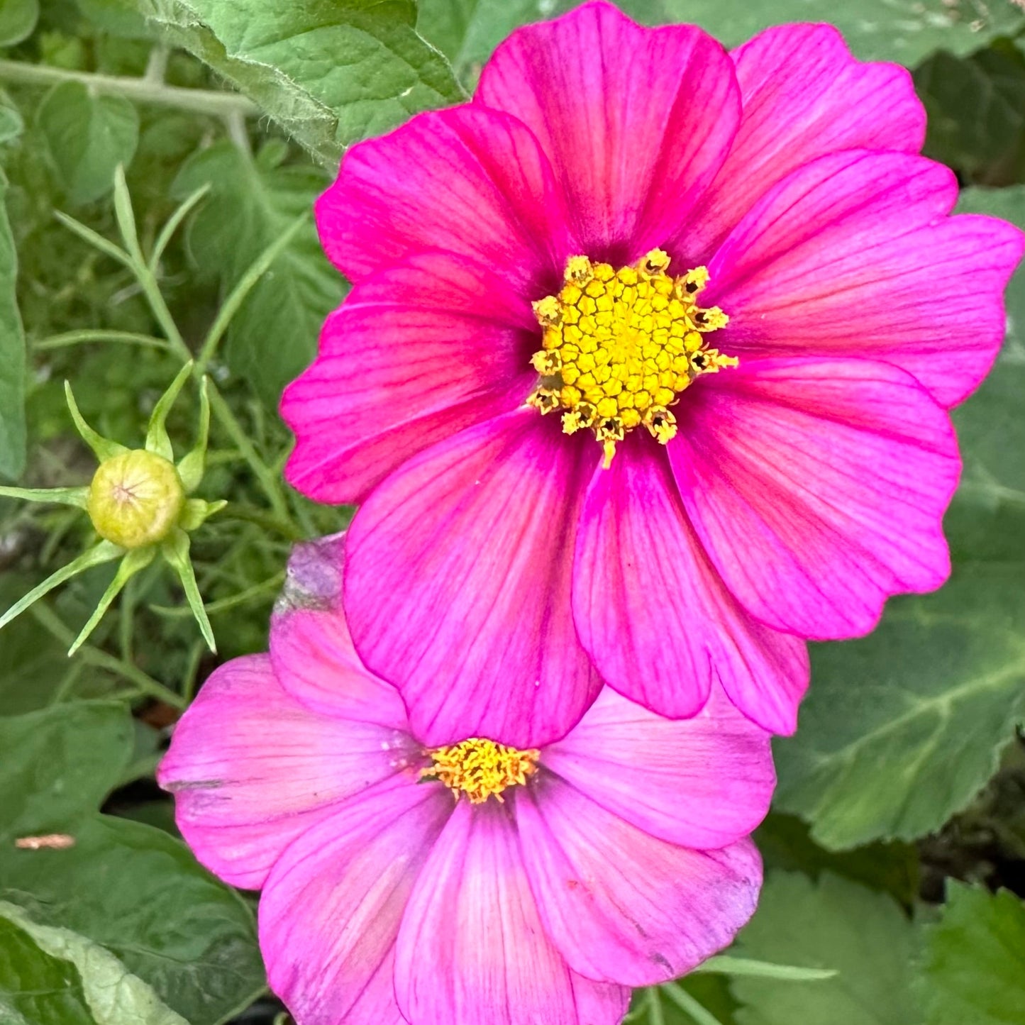 Cosmos 'Xsenia' Seeds - Hollyhock Hill