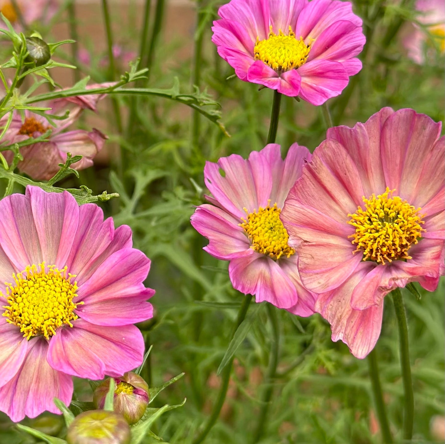 Cosmos 'Xsenia' Seeds - Hollyhock Hill