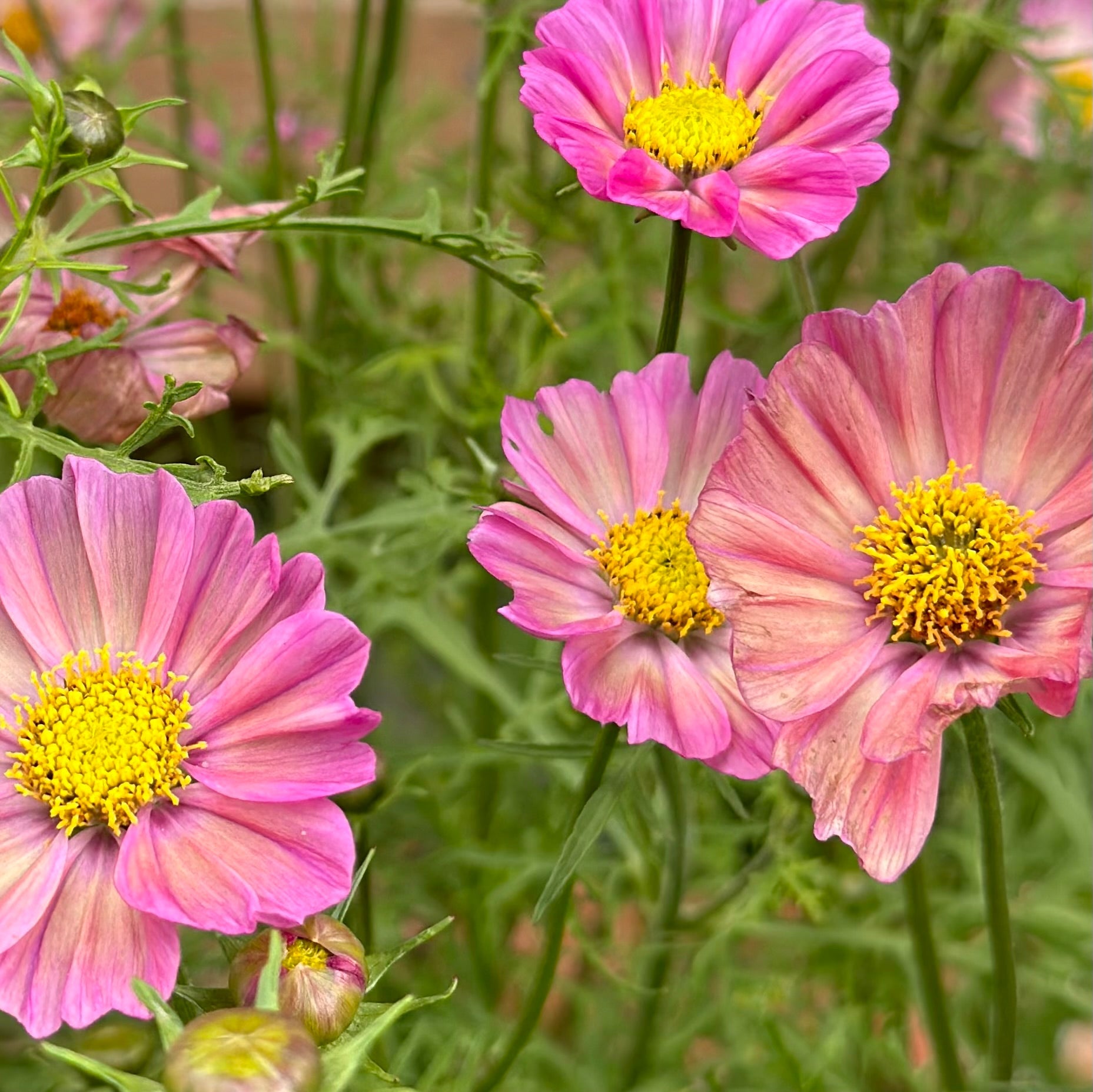 Cosmos 'Xsenia' Seeds - Hollyhock Hill