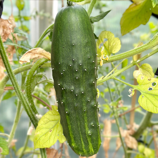 Cucumber 'Marketmore 76' Organic Seeds - Hollyhock Hill