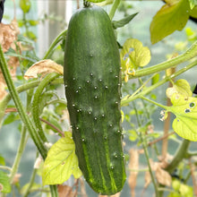 Load image into Gallery viewer, Cucumber &#39;Marketmore 76&#39; Organic Seeds - Hollyhock Hill
