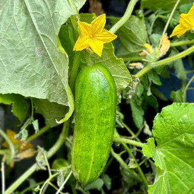 Cucumber 'Muncher Burpless' Seeds - Hollyhock Hill