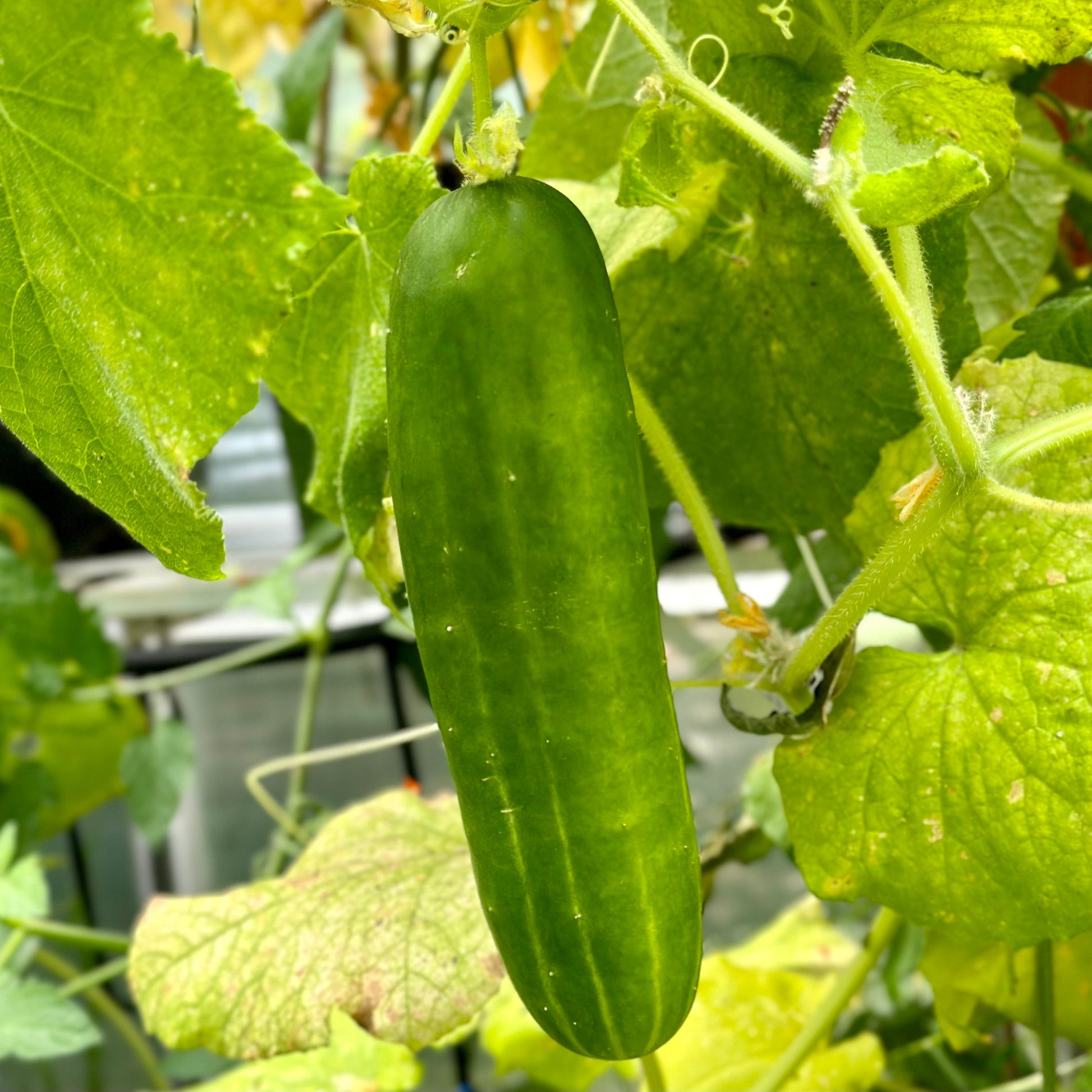 Cucumber 'Muncher Burpless' Seeds - Hollyhock Hill