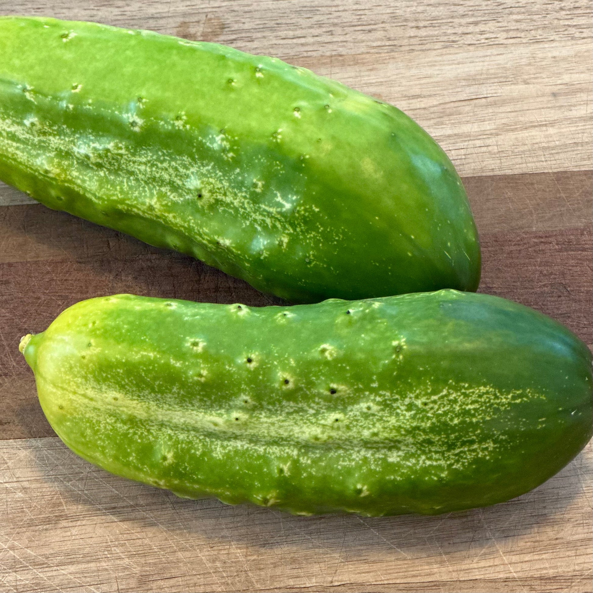 Cucumber 'National Pickler' Seeds - Hollyhock Hill