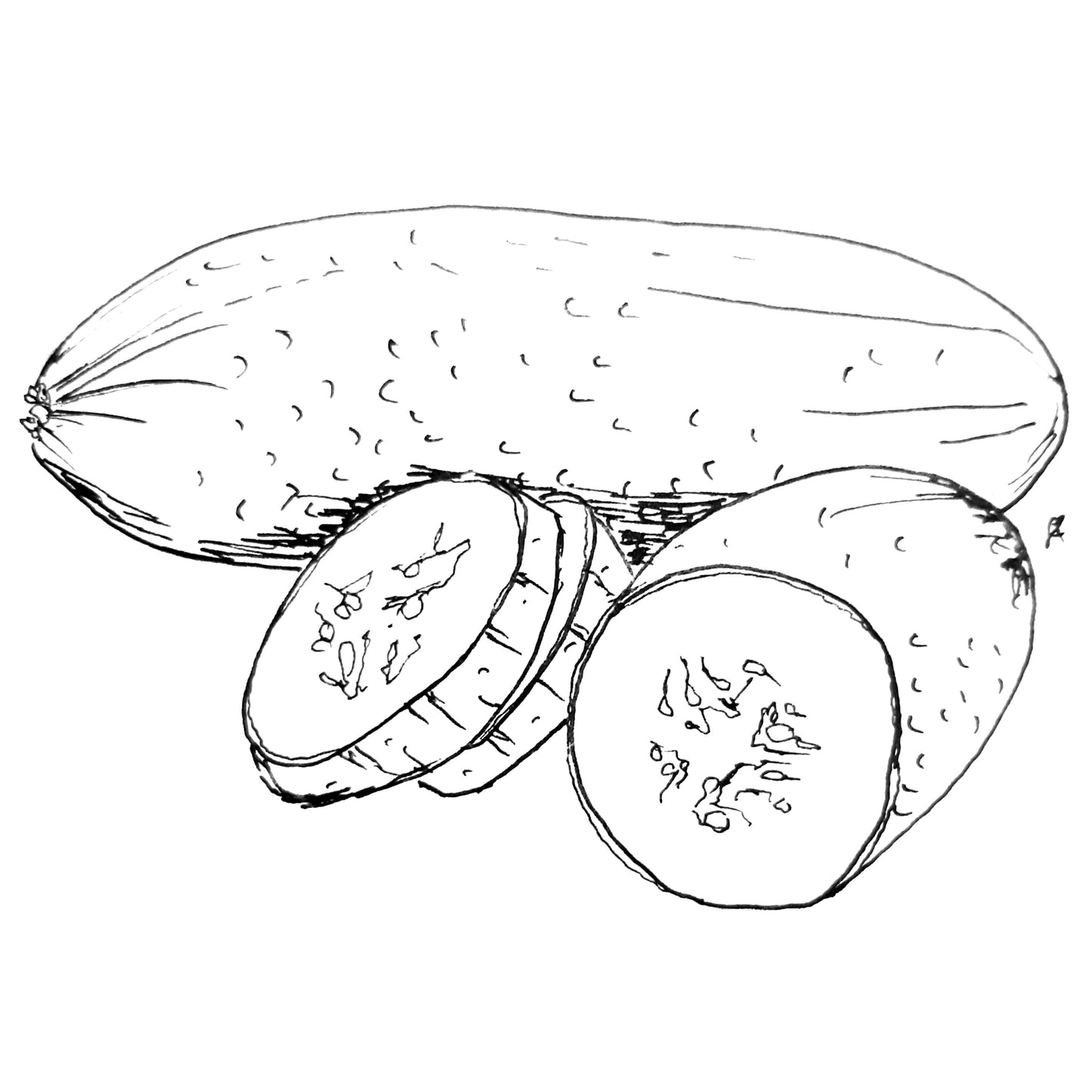 Cucumber 'National Pickler' Seeds - Hollyhock Hill