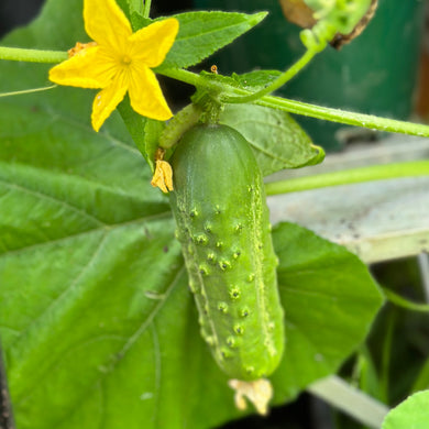 Cucumber 'National Pickler' Seeds - Hollyhock Hill