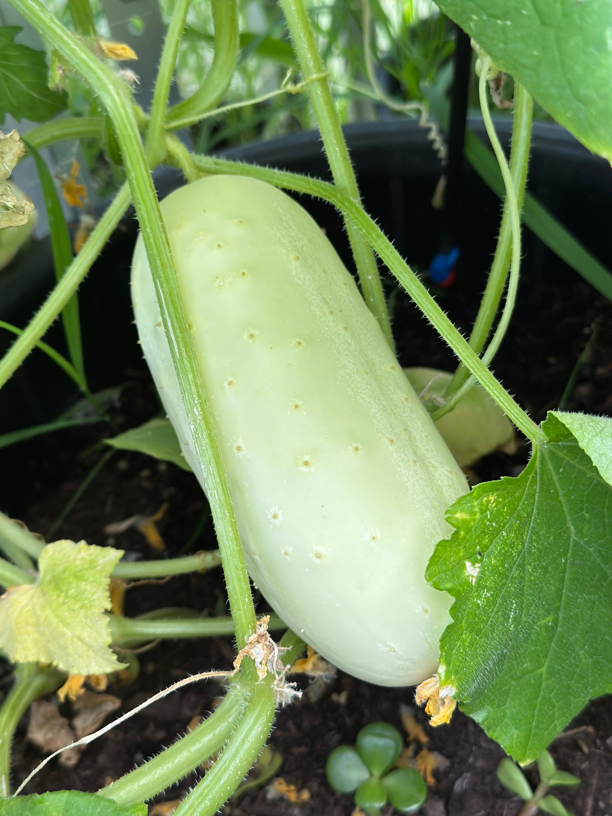 Cucumber 'Redlands Long White' Seeds - Hollyhock Hill