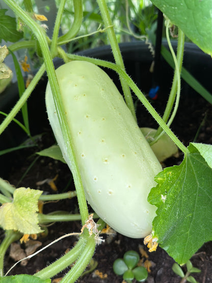 Cucumber 'Redlands Long White' Seeds - Hollyhock Hill