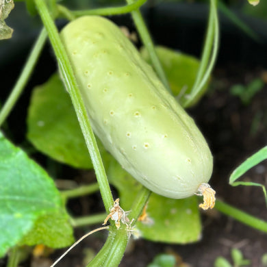 Cucumber 'Redlands Long White' Seeds - Hollyhock Hill