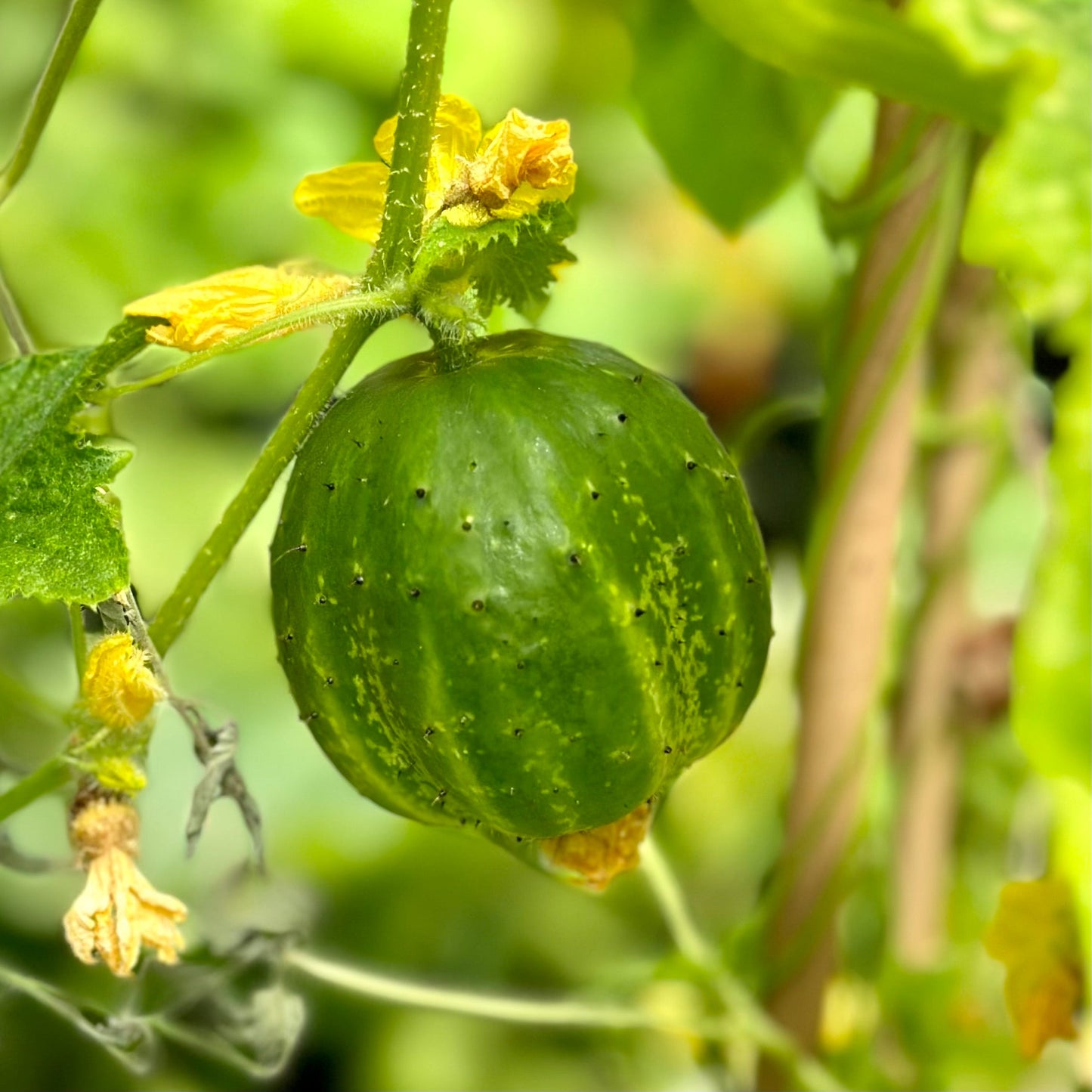 Cucumber 'Richmond Green' Seeds - Hollyhock Hill