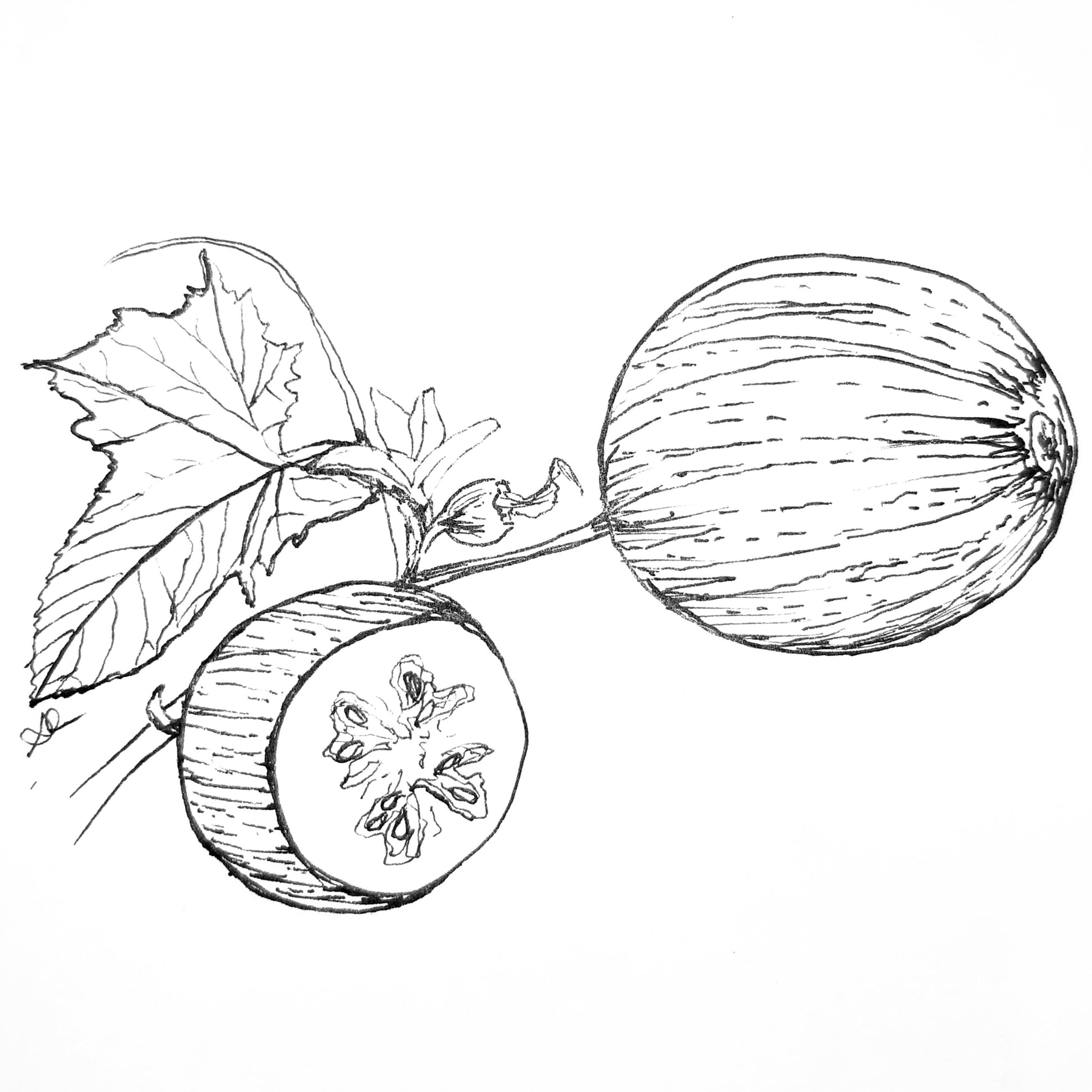 Cucumber 'Richmond Green' Seeds - Hollyhock Hill