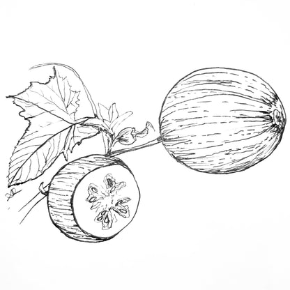 Cucumber 'Richmond Green' Seeds - Hollyhock Hill