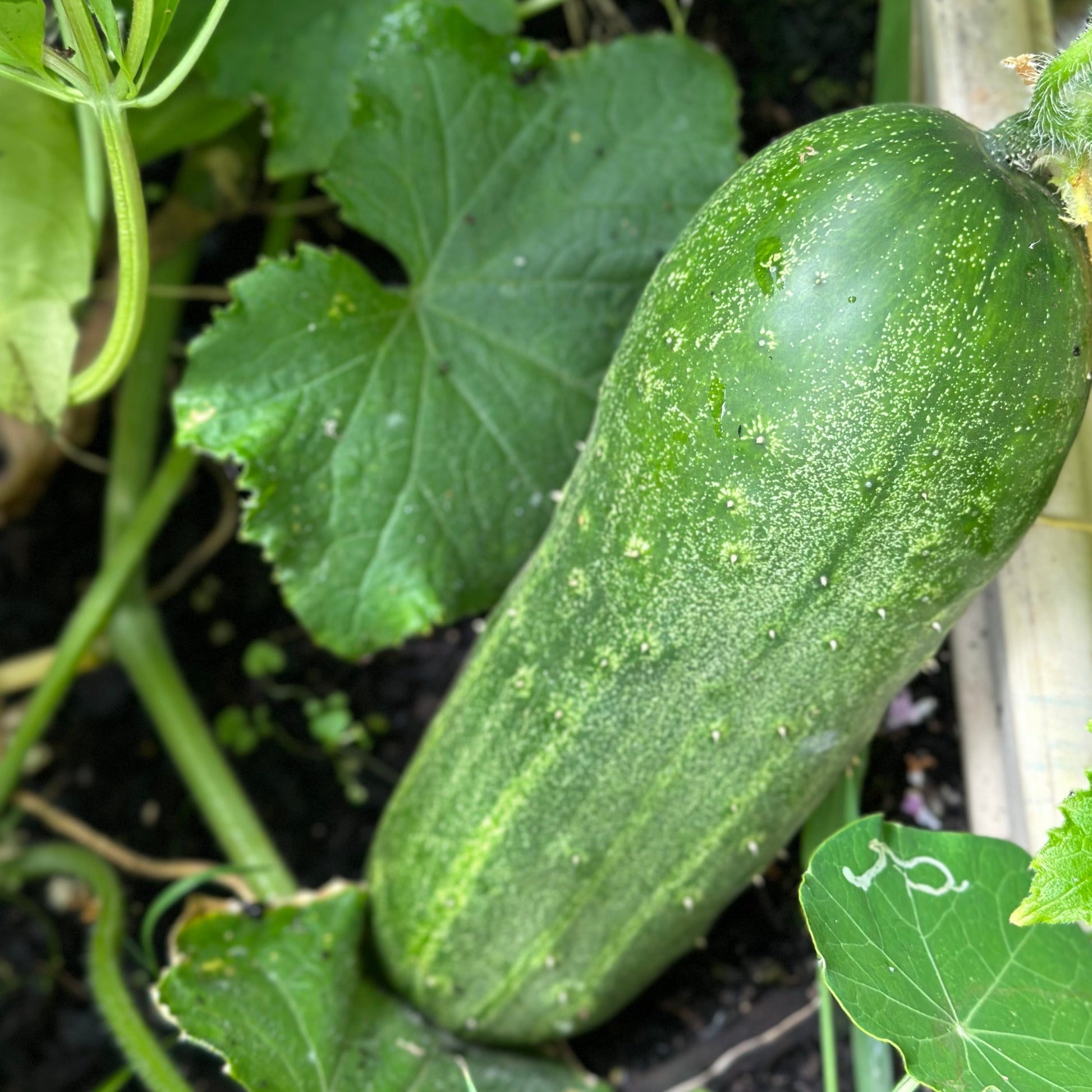 Cucumber 'Spacemaster' Seeds - Hollyhock Hill