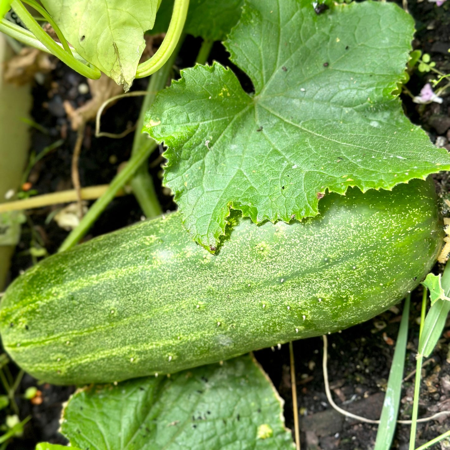 Cucumber 'Spacemaster' Seeds - Hollyhock Hill