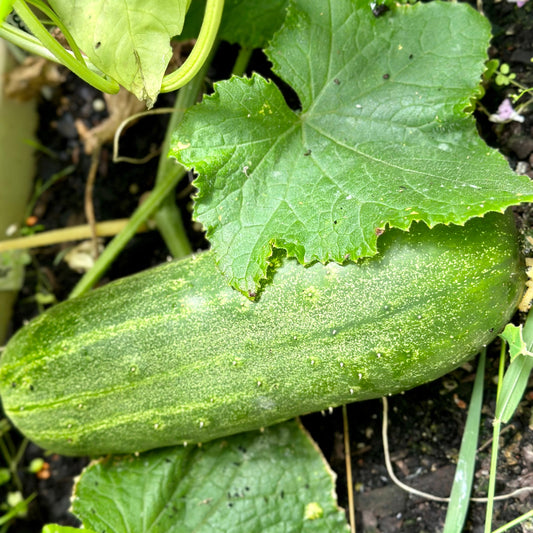 Cucumber 'Spacemaster' Seeds - Hollyhock Hill