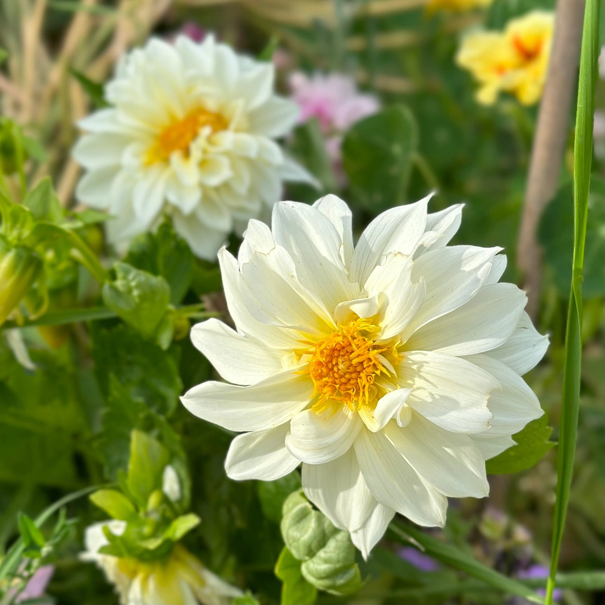 double dahlia seeds Dahlia 'Dwarf Double Opera' Mixed Seeds – Hollyhock Hill