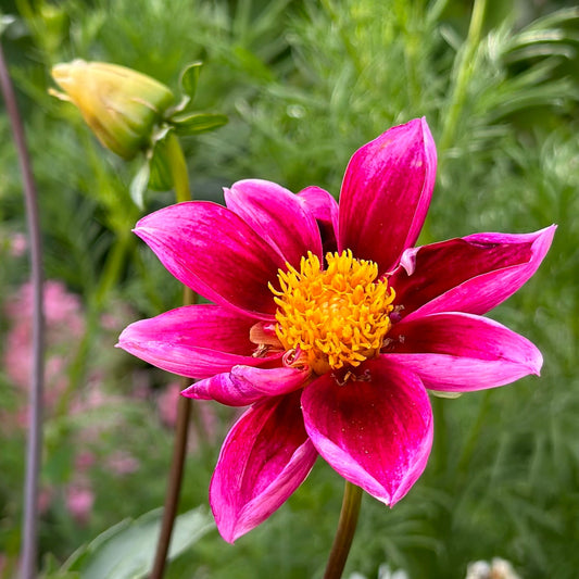 Dahlia Dwarf Opera Mix Seeds - Hollyhock Hill