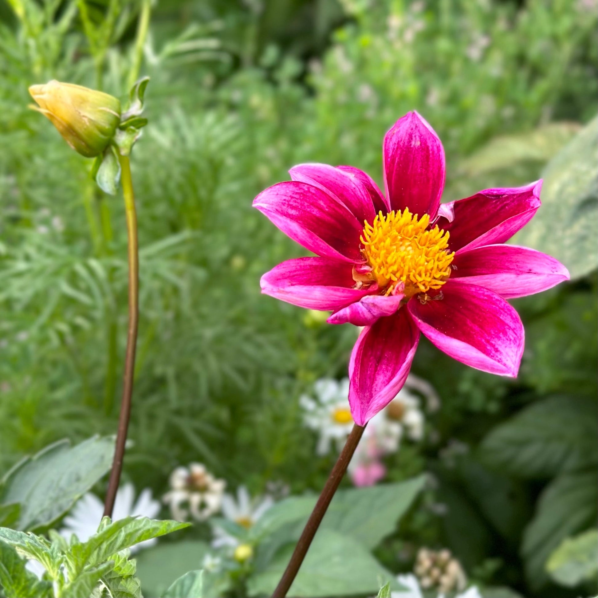 Dahlia Dwarf Opera Mix Seeds - Hollyhock Hill