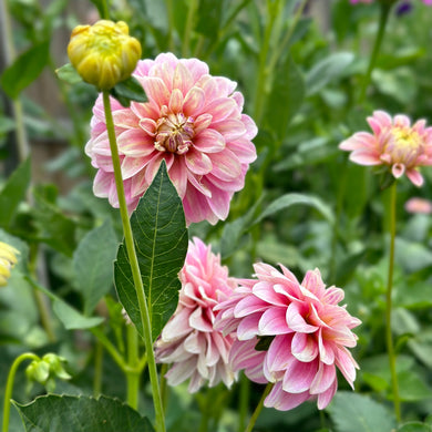 Dahlia 'Large Decorative Mix’ Seeds - Hollyhock Hill
