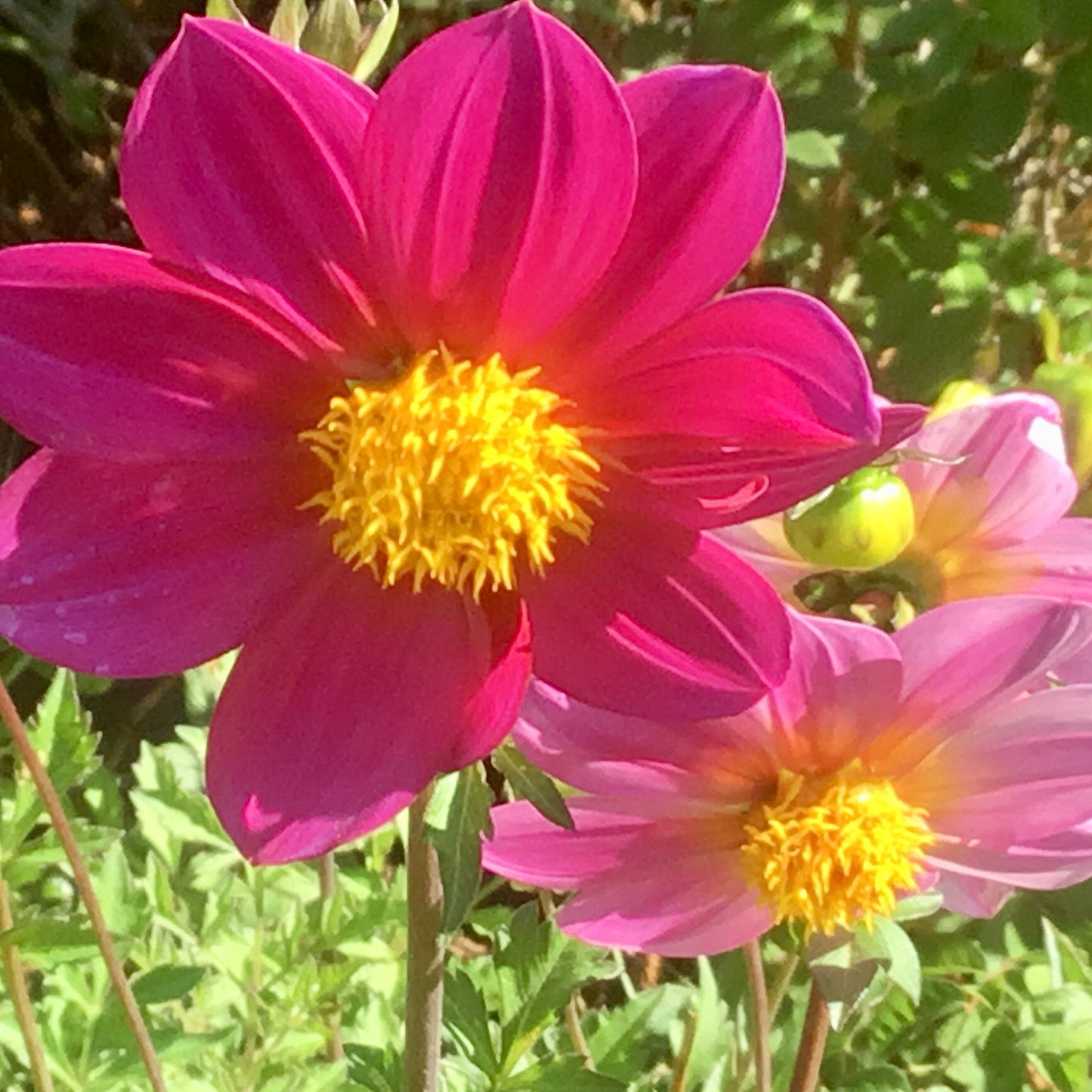 Dahlia 'Unwin's Bedding' Mixed Seeds - Hollyhock Hill