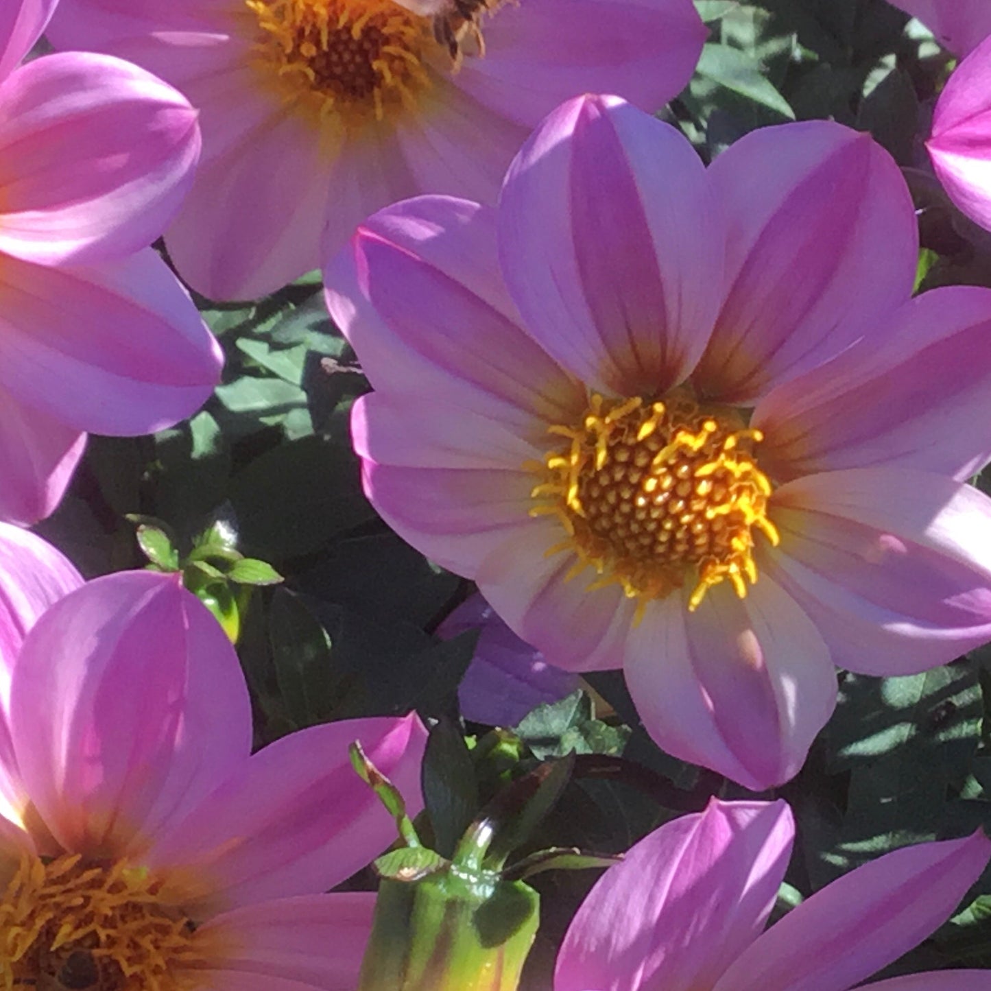 Dahlia 'Unwin's Bedding' Mixed Seeds - Hollyhock Hill