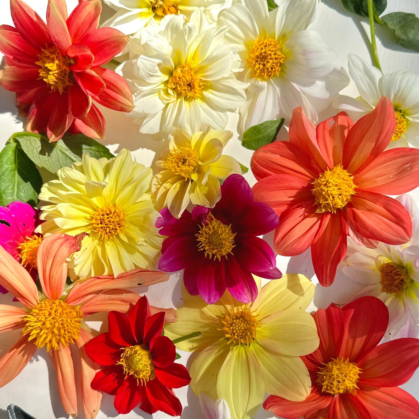 Dahlia 'Unwin's Bedding' Mixed Seeds - Hollyhock Hill