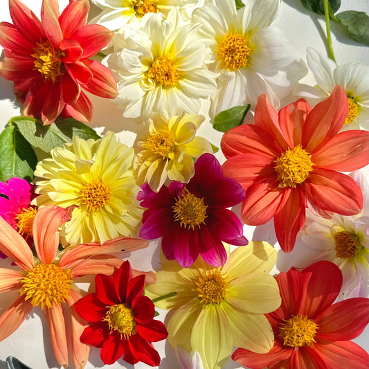 Dahlia 'Unwin's Bedding' Mixed Seeds - Hollyhock Hill