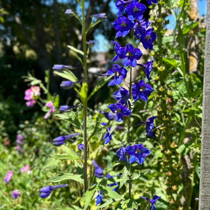 Delphinium Pacific Giant 'Black Knight' Seeds - Hollyhock Hill