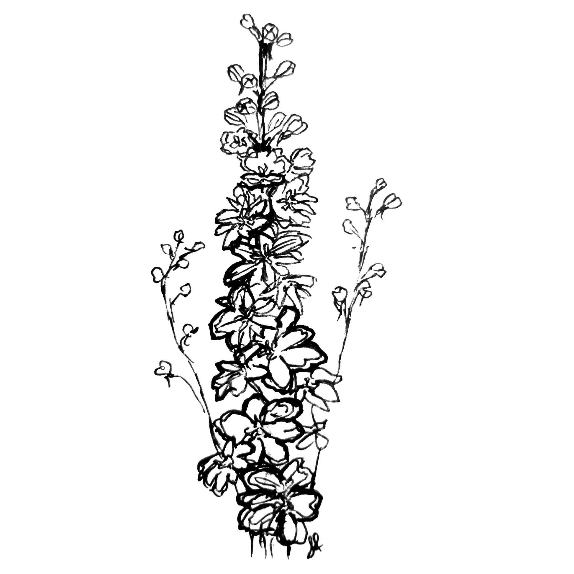 Delphinium Pacific Giant 'Black Knight' Seeds - Hollyhock Hill