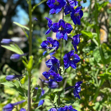 Delphinium Pacific Giant 'Black Knight' Seeds - Hollyhock Hill