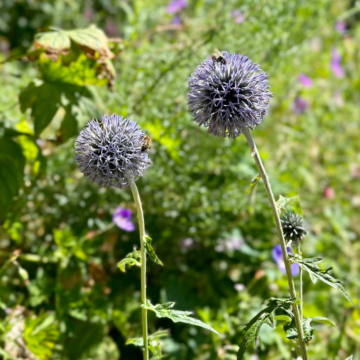 Echinops Violet Seeds - Hollyhock Hill